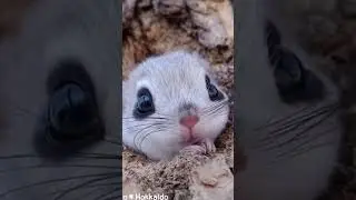 Japanese Flying Squirrel 😍❤️