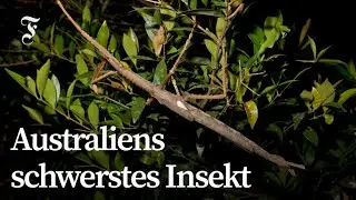 Neue Stabinsekten-Art in Australien entdeckt