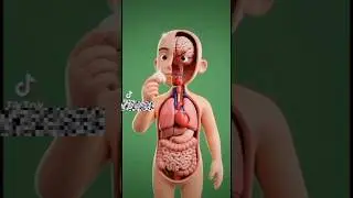 What happens when you eating garlic inside human body?#humanbody #science #health #facts