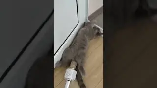 Cat Farting on mic 😹😹😹 #Shorts