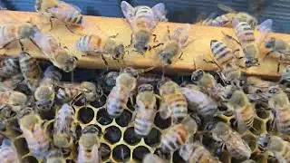 Bee Work / Late September 2025