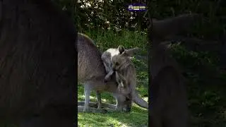 Incredible Jumping Power of Kangaroos | How High Can They Leap | Creative Nature