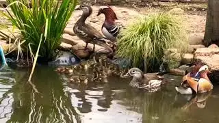 Patos mandarines criando (Aix galericulata)