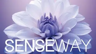 Blossoming Dreamscapes | Beautiful Music for Dynamic | Fashionable Spaces with Artistic Atmosphere