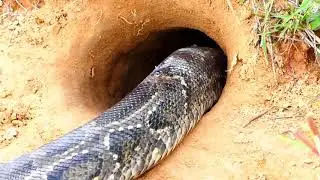 Build Deep Trap Catch Snake in Underground Hole   Python Snake Nest trapping in deep hole