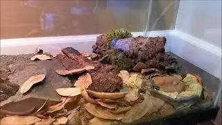 Ringneck Eating Garter Snake