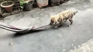 Puppy pulling the Mop || Puppy playing with Mop || Cute Puppy video || Street Dog video || Puppy.