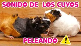 🔊😡 SONIDO de los CUYOS ENOJADOS PELEANDO!