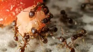 Bed Bugs Control 559-248-1155 Fresno CA 93727 Termite Control