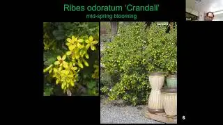Gardening for Hummingbirds