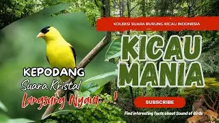 Aksi Kepodang Gacor Full Isian Spesial | Suara Merdu Burung Pesolek