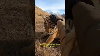A hunter saved a little tiger cub #animals #help #rescue #trending #ytshorts