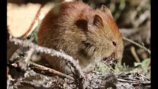 northern red-backed vole eating a mushroom Alaska Interior