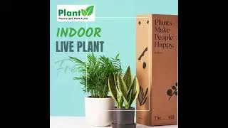 BUY INDOOR LIVE PLANT | Live Plants Online | Plant A Leaf #shorts #plantaleaf
