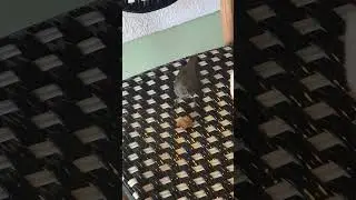 bird in angitua
