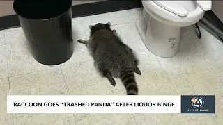 Racoon goes 