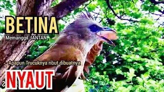 TRUCUK BETINA Gacor memanggil JANTAN pancingan agar BUNYI, jadikan burung trucukan BUNYI GACOR 
