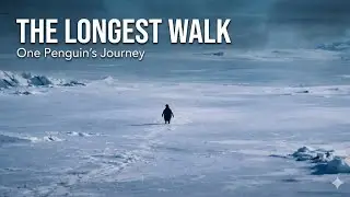 Lonely Penguin (Depressed & Nihilist Penguin Story) | Viral Emotional Song