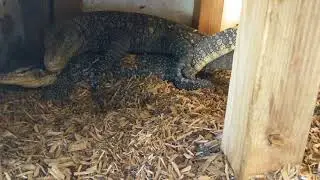 Crocodile Monitor Water Monitor Hybrid Breeding Varanus Salvatorii