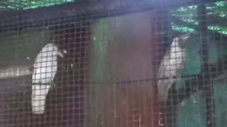 zoo near mumbai ..white crow very rare bird you can see in mumbai zoo (byculla)