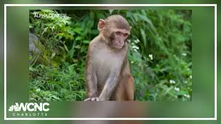 USDA investigating SC monkey center for Animal Welfare Act complaint