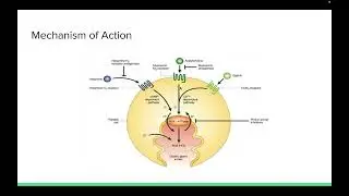 Pepcid-famotidine Drug Informational Video