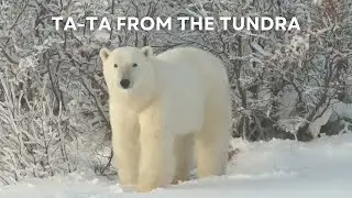 Ta Ta from the Tundra | End of Season for Tundra Connections