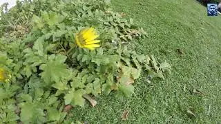 Cape dandelion blooming