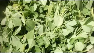 Siri Beauty and Foods is live! మెంతి ఆకుతో కర్రీ  పాలక్ మెంతి ఆకు ఫ్రైడ్ రైస్