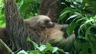 The Two-Toed Sloth of Costa Rica