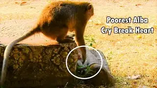 Poorest Alba Got Hurt in heart Super Cry Break Heart Why Anna Bad Care Alba Like This