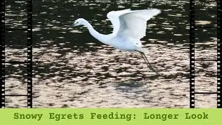 A longer look at Egrets Feeding