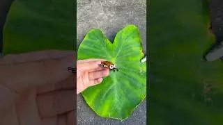 How To Buil Lego The beetle #lego