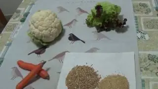 L'alimentazione del Diamante mandarino - ultima parte