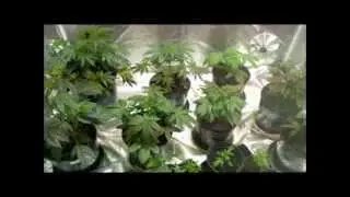 social update oad update infermary update and hydro update