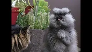 Colonel Meow Longest Fur On A Cat || World Record 360