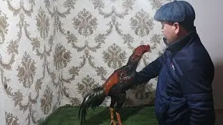 Yangi parvozlarga Xoroz toplas xoroz davraga tayorlash xoroz sovutish