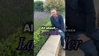 All about English Lavender