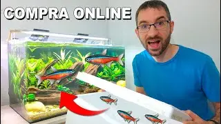 MI PRIMERA VEZ comprando Peces Online &iexcl;Qu&eacute; Gran Sorpresa! 🐠
