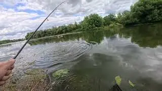 Rapala Skitter Pop Elite 🤯 #Тopwater #fishing  #Angeln #river