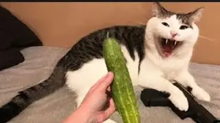 🐱 Funny Cat Reaction Videos 2 - Try Not To Laugh| Super Cats Reaction