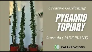 PYRAMID TOPIARY | JADE PLANT | CREATIVE GARDENING | जेड की पिरामिड टोपिआरी कैसे बनायें