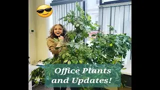Planty Growth Updates & Office Plants! Plants for the Workplace & How My Chops & Props Are Doing!