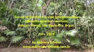 Sound of Southern brown Howler Monkey in the Atlantic Forest BR by Antonio Silveira.