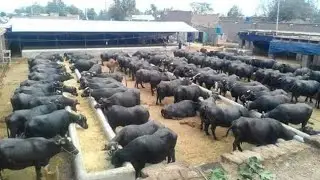 Biggest Successful Dairy Farm in Telangana State | Trading Haryana Murrah Buffaloes at Reasonable P