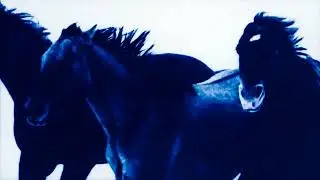 Cyanotype Animation of Horses Running | Cyanotype Animation by Edd Carr
