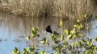 Red Shoulders Singing and Enjoying Morning Sun  #redshoulders #birds #nature