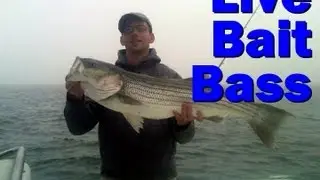 Long Island STRIPED BASS Fishing- FOGGY Fire Island Striped Bass on Live Bait