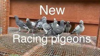 My new racing pigeons-Huyskens Van Riel & Janssens
