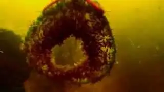 Timelapse: Hyalella azteca eating cucumber  ||  Zeitraffer: Mexikanische Flohkrebse fressen Gurke